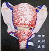 【顺丰速发】6种现货：妊娠子宫二维血管构造软体模型（多切口可选） 商品缩略图3