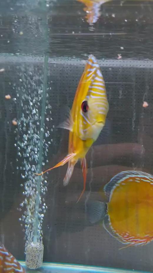 校验商品详情/成交记录栏，商品详情模块展示 商品图0