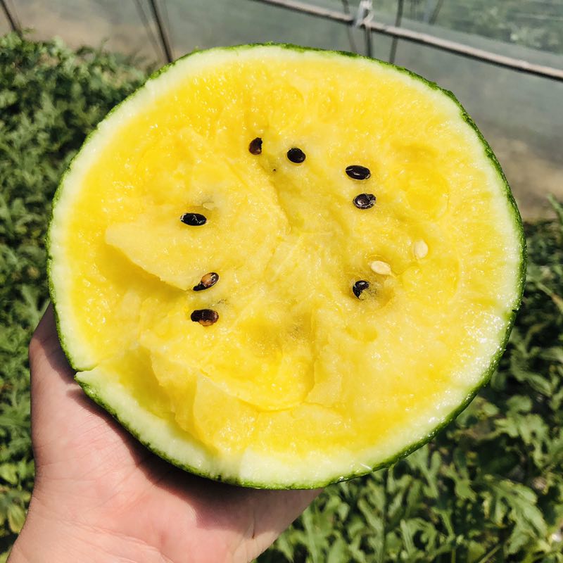 黄西瓜  果肉非常细嫩 果香浓郁 汁水丰富 口感松脆【4个装】