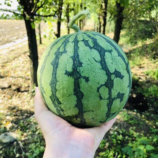 黄西瓜  果肉非常细嫩 果香浓郁 汁水丰富 口感松脆【4个装】 商品图2