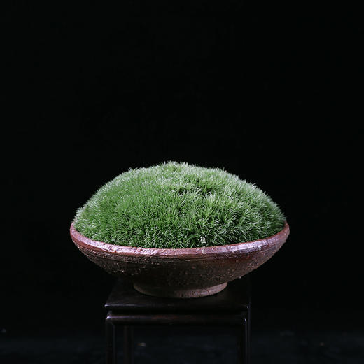 植觉intuition【白发藓】创意盆景绿植室内中式微景观案