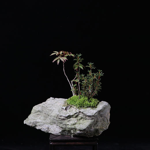 植觉intuition野山漆早乙女町创意盆景绿植室内中式微景孤品