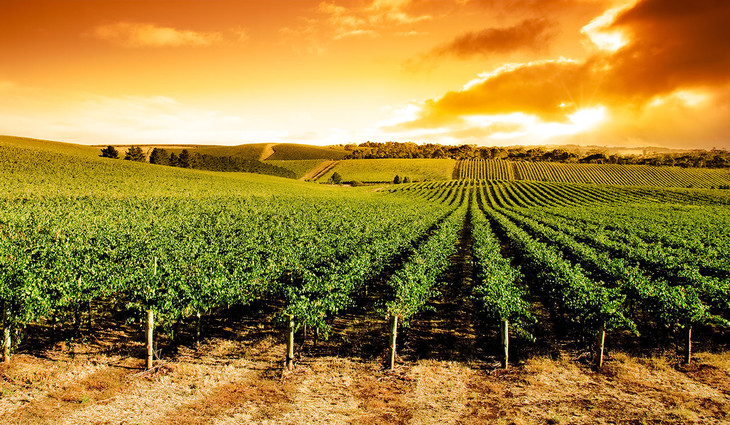 巴罗萨谷西拉干红葡萄酒barossavalleyestateshiraz