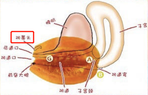 女生的c点在哪里图片