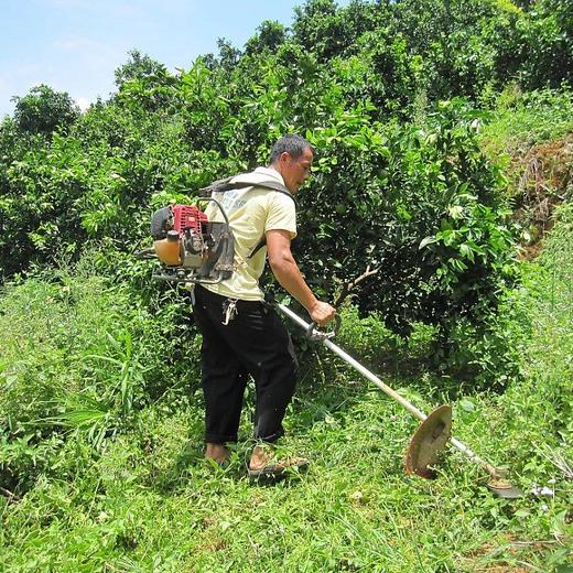 丨有机丨赣南脐橙 橙子 guo家地理标志 中国农大学子18年精心培育而来 商品图9