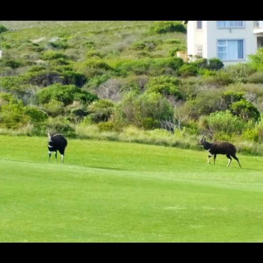 品尼高角海滩高尔夫俱乐部 Pinnacle Point Beach & Golf Estate | 乔治高尔夫｜南非高尔夫球场俱乐部｜非洲高尔夫 商品图3