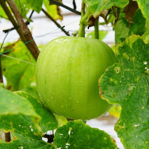 有机香芋冬瓜 | 绿家自产*Organic wax gourd | Self-production 商品图0