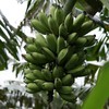 生态芭蕉 | 绿家自产*Eco-banana | Self-production 商品缩略图2
