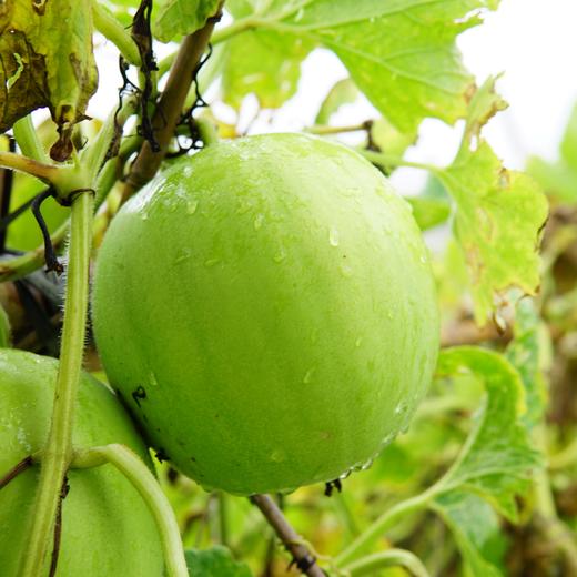 有机香芋冬瓜 | 绿家自产*Organic wax gourd | Self-production 商品图1