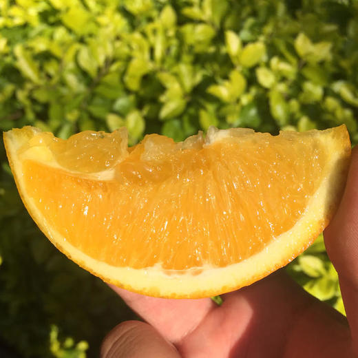 丨有机丨赣南脐橙 橙子 guo家地理标志 中国农大学子18年精心培育而来 商品图3