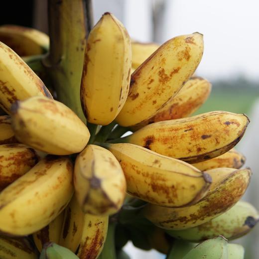 生态芭蕉 | 绿家自产*Eco-banana | Self-production 商品图0