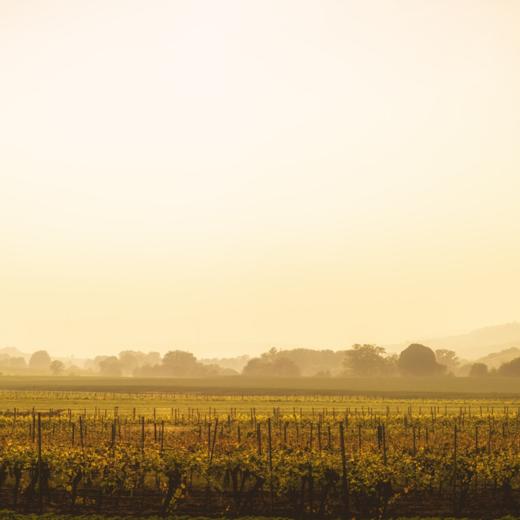 智利进口 有机Huepil瓦帕赤霞珠红葡萄酒（蓝标） 750毫升 商品图4
