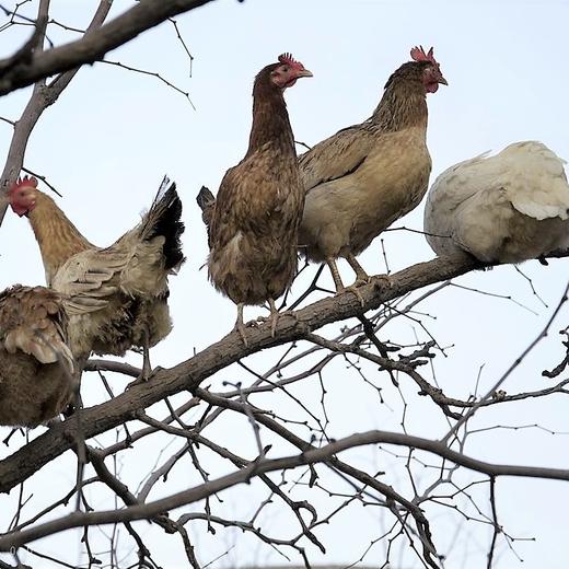 【预售】生态冰鲜鸡 | 当天屠宰  不一样口感 林下散养 | 周二五发货 *石嫣农场  Chicken (Hen) 商品图5