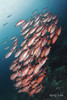【度假村】印尼海神湾Triton Bay潜水度假套餐 商品缩略图12