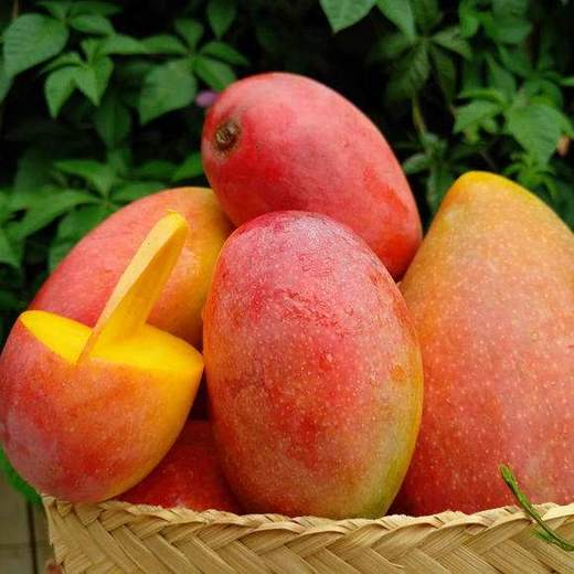 云南有机树上熟金凤凰芒果