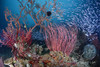 【度假村】印尼海神湾Triton Bay潜水度假套餐 商品缩略图7
