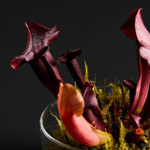 小瓶友·查尔逊瓶子草【no.061】