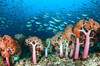 【度假村】印尼海神湾Triton Bay潜水度假套餐 商品缩略图13
