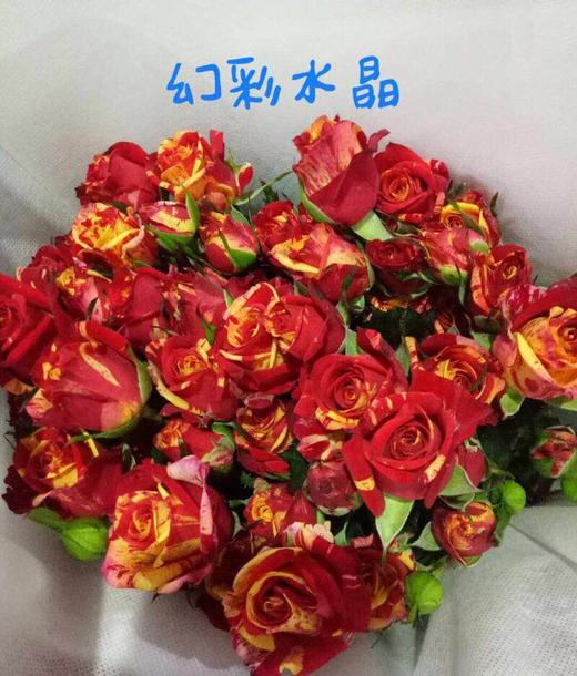 多头玫瑰-幻彩水晶-10枝/扎 - 阅花鲜花