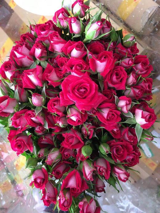 多头玫瑰-波塞妮娜-10枝/扎 - 阅花鲜花