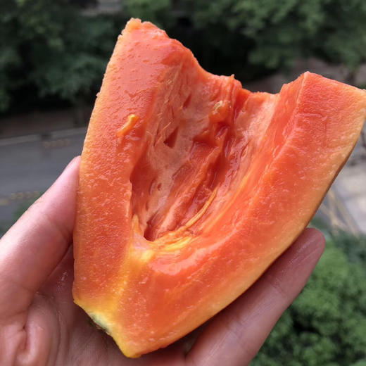 喜原雷州树上熟冰糖木瓜自然成熟微软可食入口甜好吃又健康
