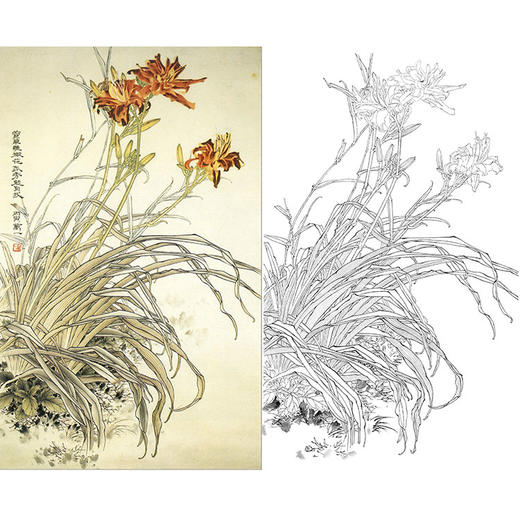 万一竖幅工笔花鸟白描底稿萱草多种白描尺寸可选wt32