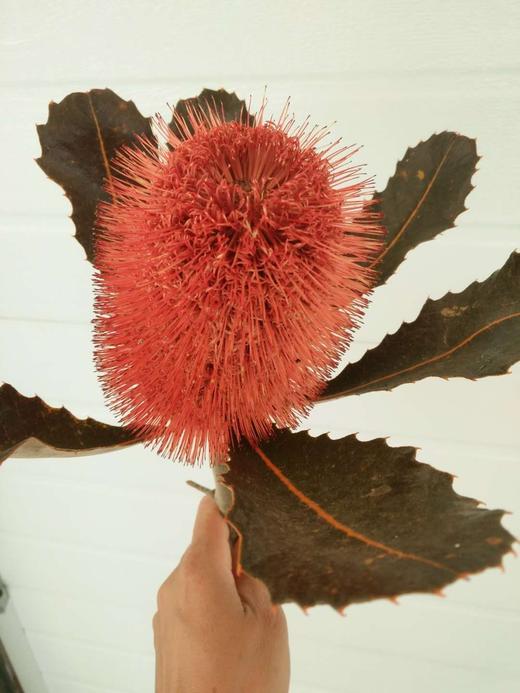 杨月季品牌贝克斯