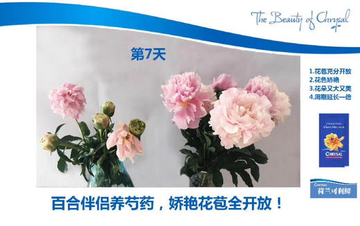 百合专用可利鲜 1袋（5包装，1包10克兑1000ml水） 商品图2