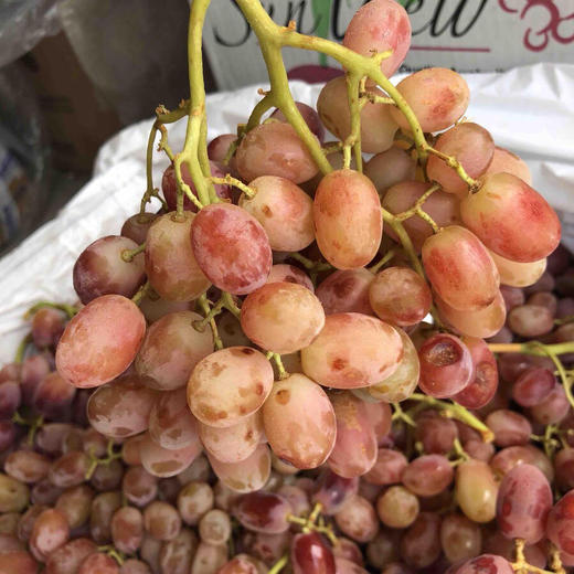 爆品澳洲玻璃脆无籽红提,很好吃!