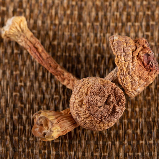 长白山野生松茸 只限团购勿拍不发货