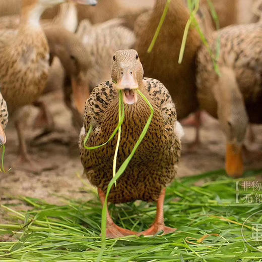 老伙计非遗传承古法黄金松花皮蛋 12枚 商品图14
