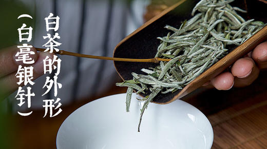 3.白茶的外形（白毫银针） 商品图0