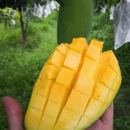 攀枝花芒果攀研二号当季新鲜芒果5斤箱有机种植绿色无公害无农残无