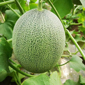 清甜不腻很夏天 新疆“西州蜜25号”头茬哈密瓜