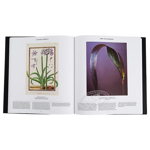 预售 【中商原版】草木之形 植物艺术巡礼 英文原版 Plant Exploring the Botanical World Phaidon Editors 家居与园艺 商品图3