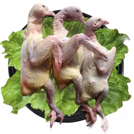 皖北 散养放养乳鸽 2只装 300g×2 商品图4