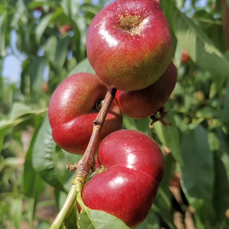 7号发果】【纽扣蟠桃】山东蒙阴纽扣蟠桃油蟠桃稀有果品3斤装包邮