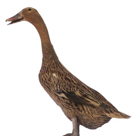 皖北 八里河散养嫩鸭 2只装 900g×2 商品图5