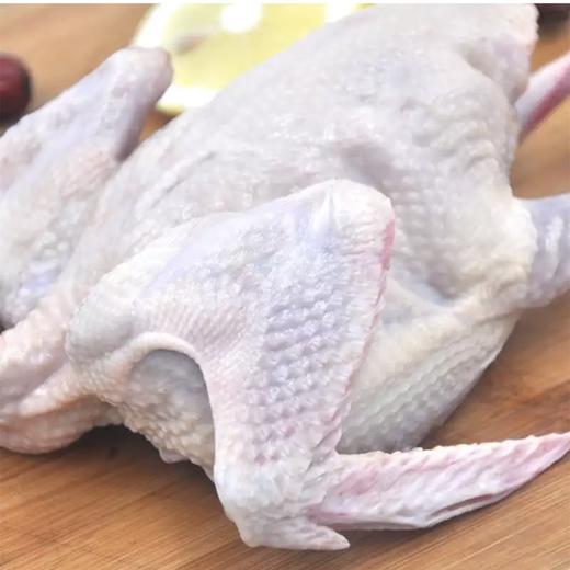 皖北 散养放养乳鸽 2只装 300g×2 商品图1