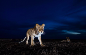 塔兰吉雷国家公园夜间游猎 Tarangire National Park 坦桑尼亚小地球旅行