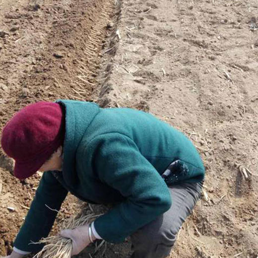 【厂商直发】有机党参 煲汤 泡水100g/250g  有机认证 商品图5