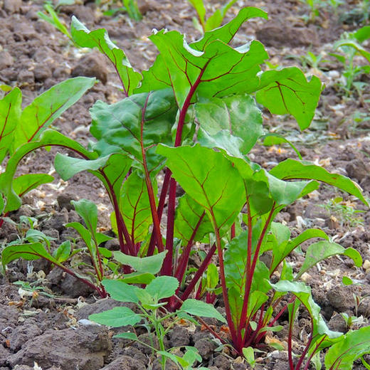彩虹雨 有机蔬菜 现摘 新鲜有机甜菜根叶250g欧盟认证  彩虹雨 商品图3