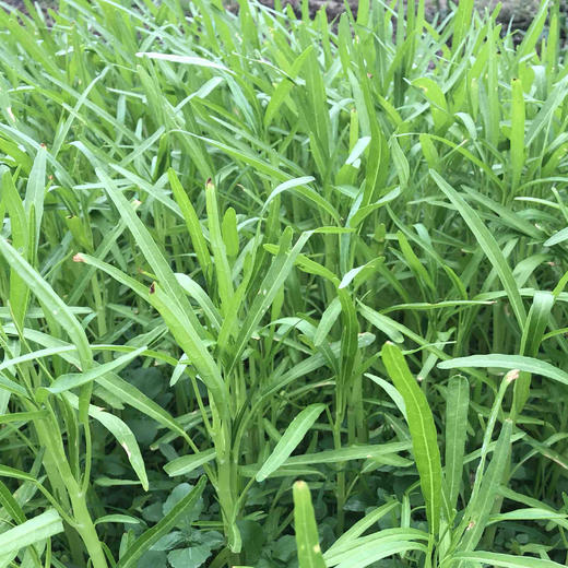 原生态空心菜/应菜500克