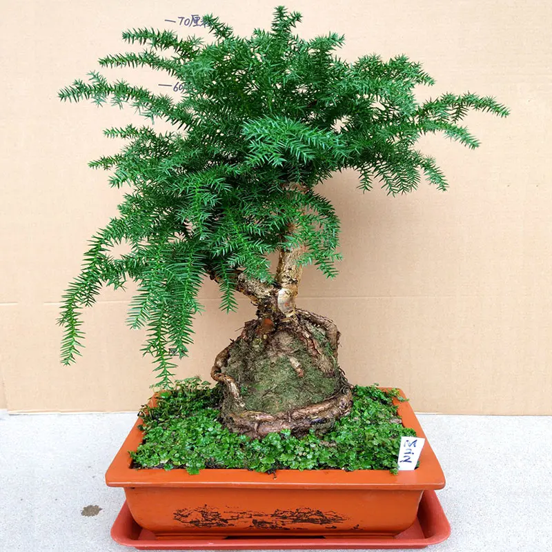 小叶紫檀树桩榕树澳洲杉不老松盆景铁树盆栽红铁组合盆景室内办公室客厅礼品花卉艺术盆栽植物 小叶紫檀树桩榕树澳洲杉不老松盆景铁树盆栽红铁组合盆景室内办公室客厅礼品花卉艺术盆栽植物