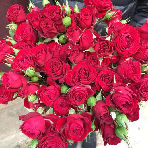 猩红泡泡多头玫瑰5枝一扎 商品图0
