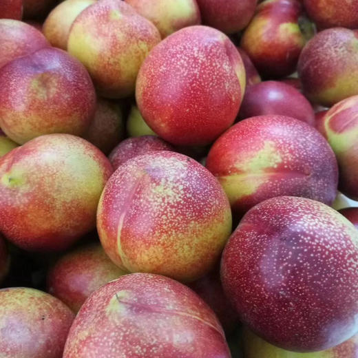 下单后48小时左右发货沂蒙山麻油桃45斤装左右1618个硬着脆甜软了糯甜