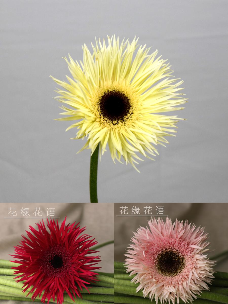 拉丝非洲菊 白 粉 橙