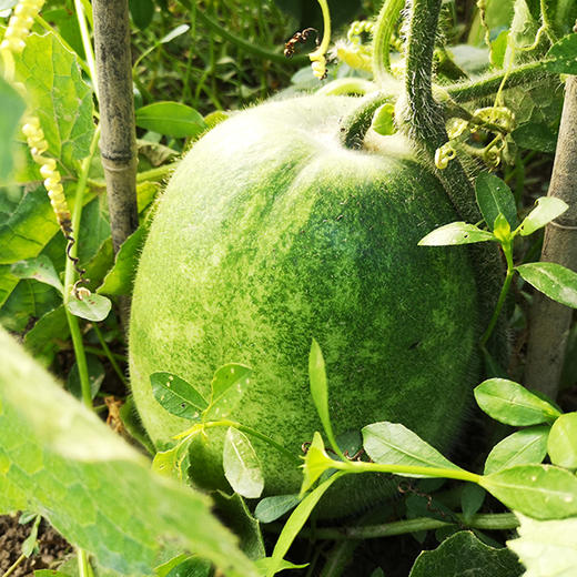 米冬瓜34斤左右