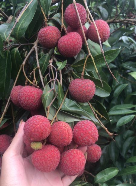 合作贵妃荔枝约净重5斤