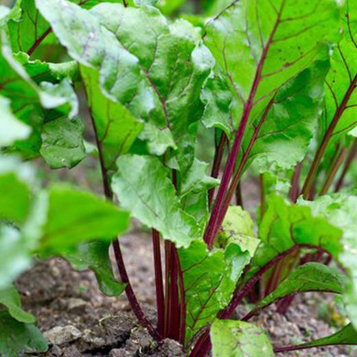 彩虹雨 有机蔬菜 现摘 新鲜有机甜菜根叶250g欧盟认证  彩虹雨 商品图4
